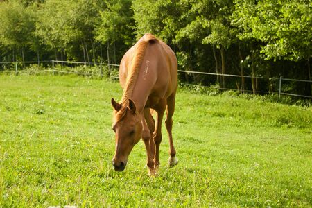 Horse walking on a green pastureの写真素材