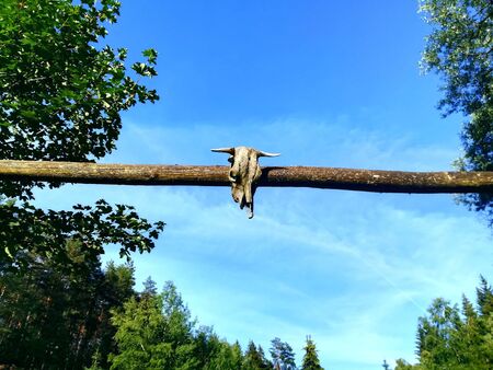 Cow Bull Skull with blue Sky Backgroundの写真素材