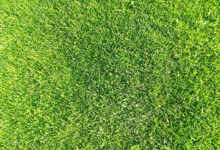 Soccer Field Texture Background with green grassの写真素材