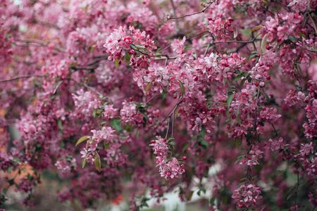 Vivid color of Cherry Blossom or pink Sakura flower on blue sky