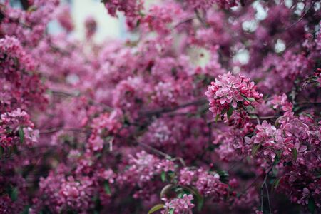 Vivid color of Cherry Blossom or pink Sakura flower on blue skyの写真素材