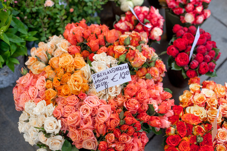Outdoor flower market with red, orange, pink roses, in Vienna, Austriaの写真素材