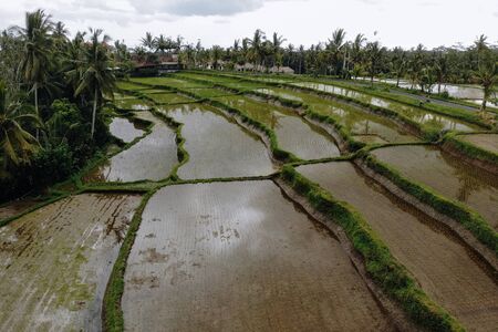 Abstract geometric shapes of agricultural parcels in green color. Bali rice fields with water and palm trees. Aerial view shoot from drone directly above fieldの写真素材