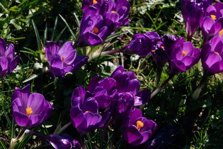 Bright purple flower of crocus with yellow middle in green grass. Close up Easter Spring first...