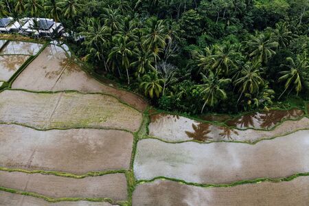 Rice Terrace Aerial Shot from drone. Image of beautiful terrace rice field with water and palm trees in Ubud, Bali, Indonesia Abstract geometric shapes of agricultural parcels in green colorの写真素材