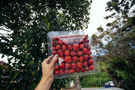 strawberry in plastic box in female hand on green background