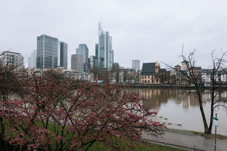 FRANKFURT-AM-MAIN, GERMANY - MARCH 2020: Skyline of downtown financial city center skyscrapers and blooming pink tree from opposite side of river in fog rainy day.のeditorial素材