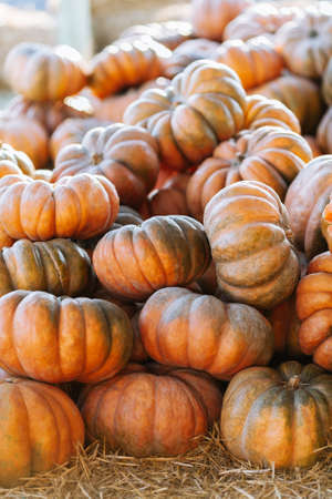 Stack lot of Autumn scenic pumpkins at outdoor farmers market on straw ground on display for sale ready for Halloweenの写真素材