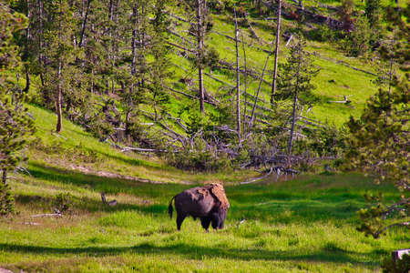 Yellowstone in the summer