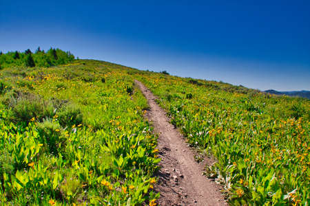 hiking in the Teton forest in Wyoming
