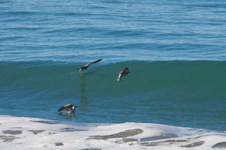 Bird watching and surfing at Jalama beach California