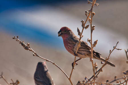 Bird watching and surfing at sunset at Jalama Californiaの写真素材