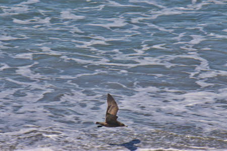 Hiking and bird watching at Sand Dollar Beach in Big Sur California