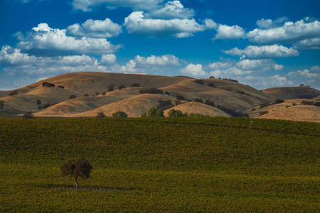 Exploring vineyards in Paso Robles California