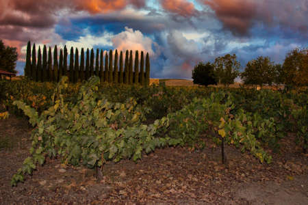 Exploring vineyards in Paso Robles Californiaの写真素材