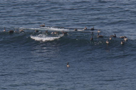 Surfing in Big Sur Californiaのeditorial素材