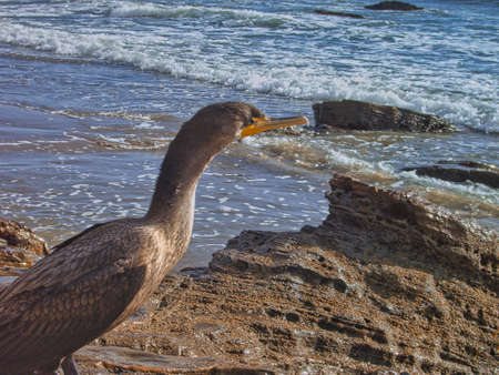 Surfing and bird watching at Jalama county parkの写真素材