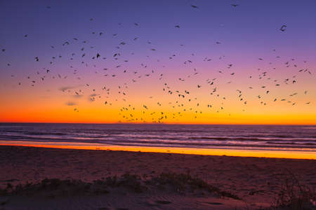 Surfing and bird watching at Jalama county parkの写真素材