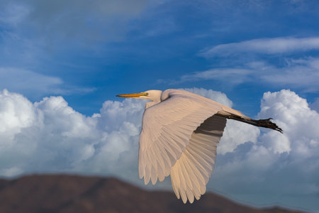 Bird watching at the Carpinteria salt marshの写真素材