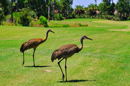 Sandhill cranes in Stuart Floridaの写真素材