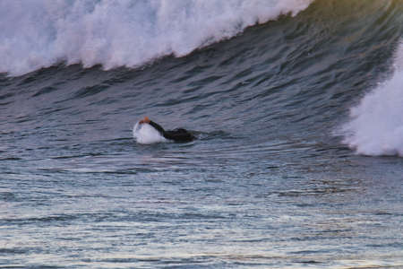 Surfing Rincon cover in Californiaの写真素材