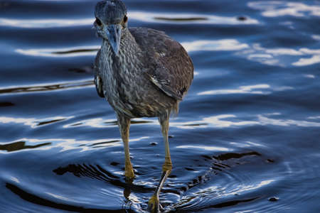 Bird watching in the Carpinteria salt marshの写真素材