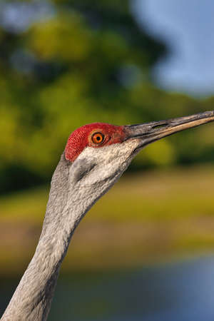 Sand Hill Cranes on a golf course in Stuart Floridaの写真素材