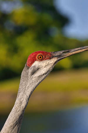 Sand Hill Cranes on a golf course in Stuart Floridaの素材 [FY310169845280]