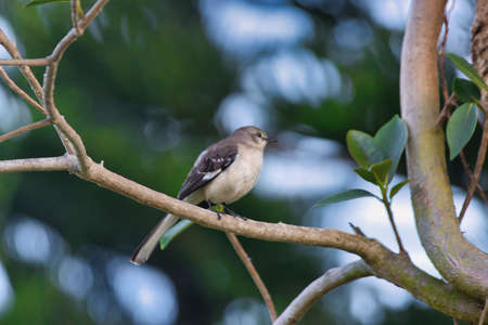 Sunset on the Indian river n Indialantic Floridaの写真素材