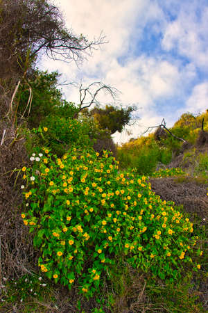 Hiking on the Franklin trail in Carpinteria California