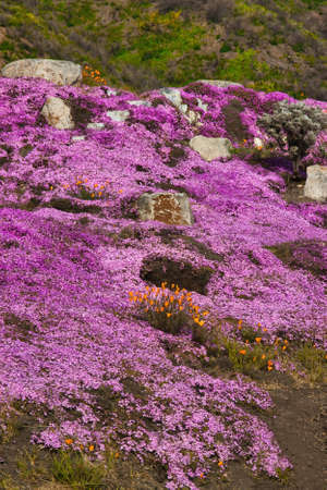 Spring wildflowers in Big Sur Californiaの写真素材