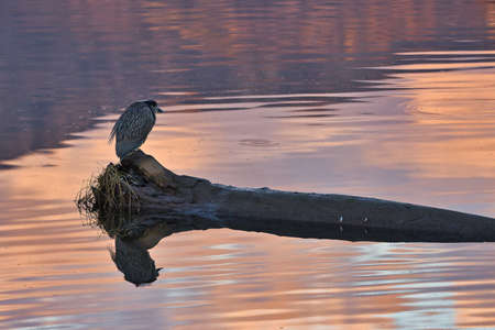 Exploring the Carpinteria salt marsh in California