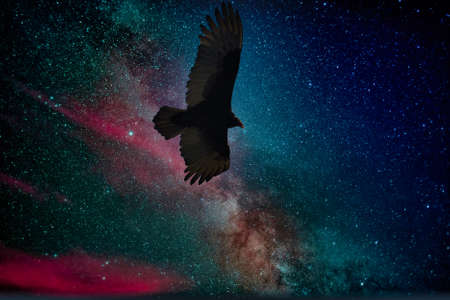 Golf course with wildlife in Stuart Floirdaの写真素材