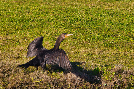 Golf course with wildlife in Stuart Floirdaの写真素材