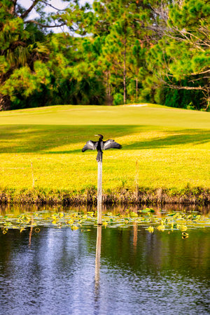 Black cormorant on a pole at golf course, Thailand.の写真素材
