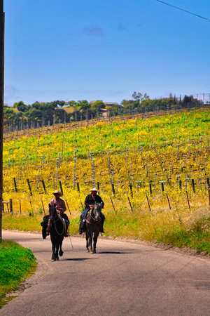 Vineyards in the Chianti region, Tuscany, Italyの写真素材