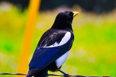 Magpie (Pica pica) sitting on a fence.の写真素材