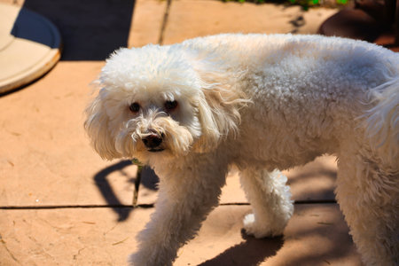 White bichon frise dog in the garden at sunny day