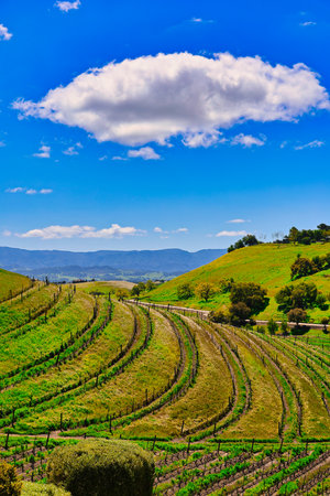 Landscape of Vineyards in Chianti, Tuscany, Italyの写真素材
