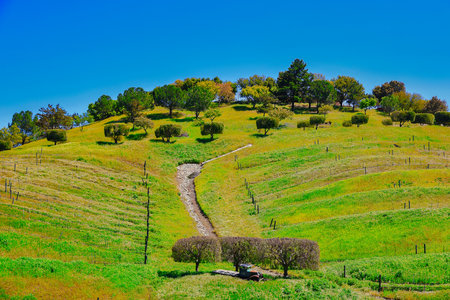 Landscape with vineyard and road in the Tuscany, Italyの写真素材