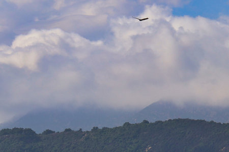Seagull flying in the clouds over the mountains and the sea