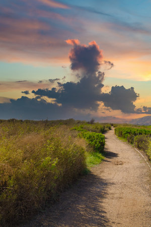 Dirt road in the vineyards at sunset, Sicily, Italyの写真素材
