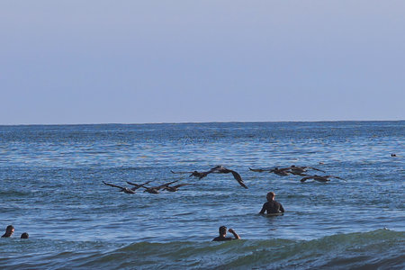 A group of pelicans flying over the sea in the morning.の写真素材