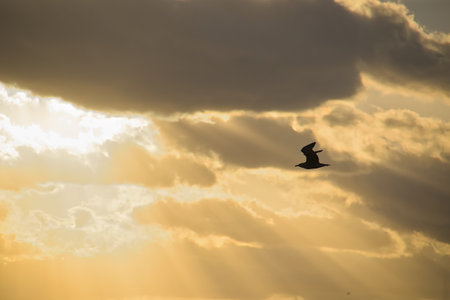 Silhouette of a seagull flying in the sunset sky