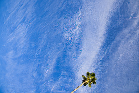 Palm tree on blue sky background. Copy space for text.の写真素材