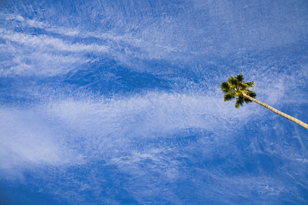 Palm tree on the background of blue sky with white clouds.の写真素材