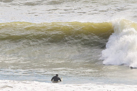 Penguins on the beach of Atlantic ocean in Nazare, Portugal