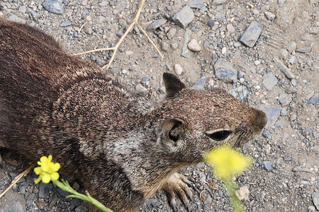 Cute ground squirrel on the ground in the wild. Wildlife scene from nature.の写真素材