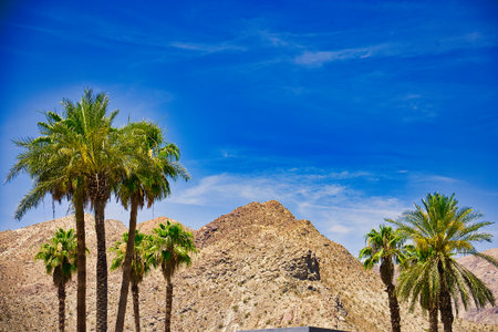 Palm trees in the desert on a background of blue sky.
