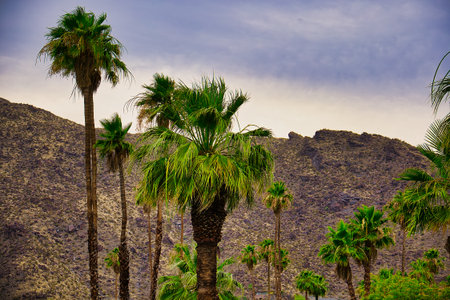 Palm trees in the desert of Gran Canaria, Canary Islands, Spainの写真素材